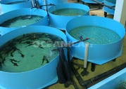 Установка замкнутого водоснабжения УЗВ Строительство рыбного хозяйства